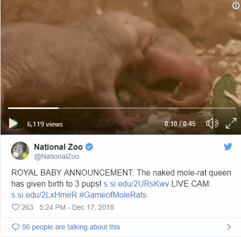 Screen shot of Twitter video of naked mole rat