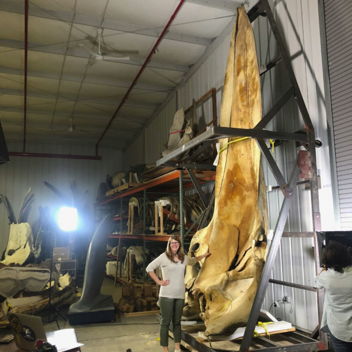 Curator stands next to massive whale fossil