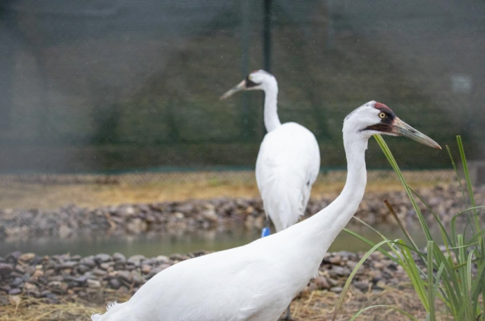 Two whooping cranes