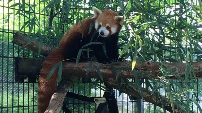 Red panda in enclosure