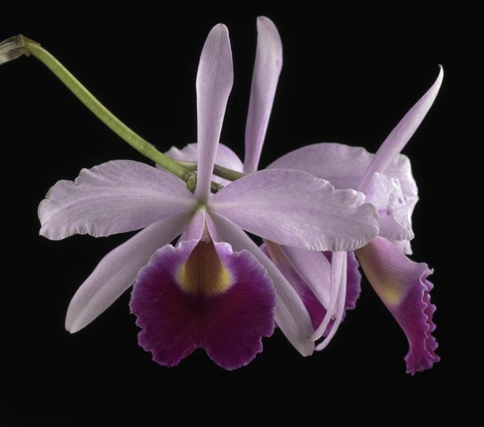 Purple orchid