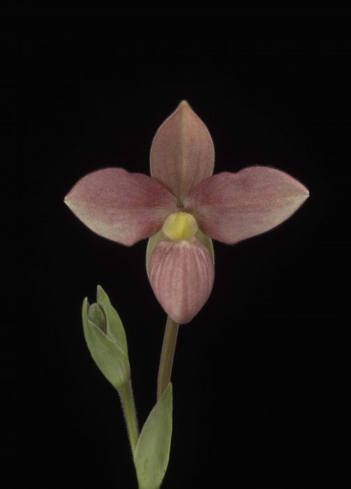 Smallpink orchid