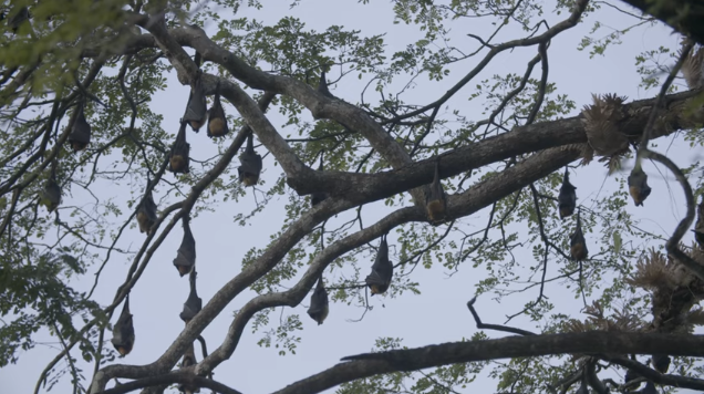 Field in Focus | Predicting Pandemics: Flying Foxes