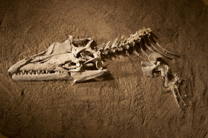Partial fossil skeleton