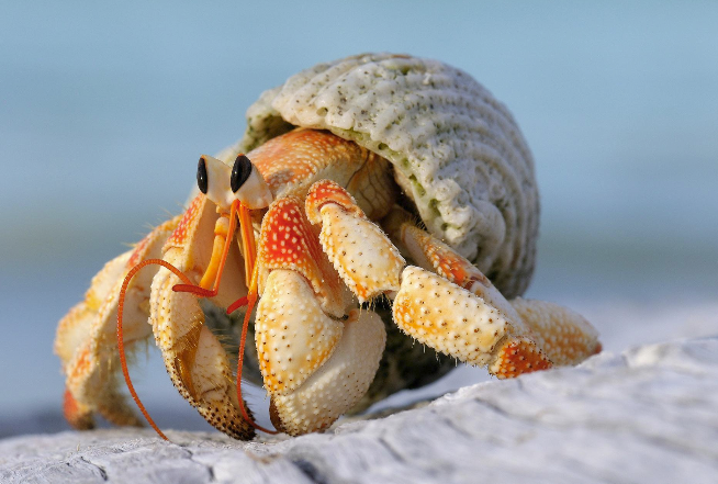 Close up of hermit crab