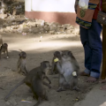 Screenshot from Field in Focus video about macaques