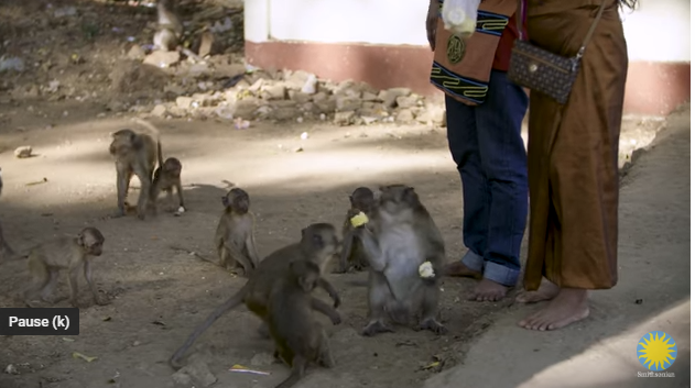 Field in Focus | Predicting Pandemics: Kawgun Cave