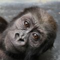 Baby gorilla Moke gazes into camera