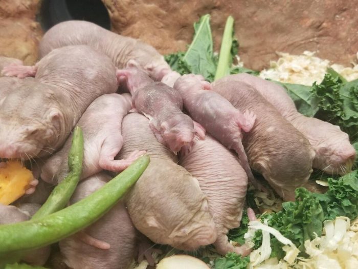 Naked mole rats in a pile