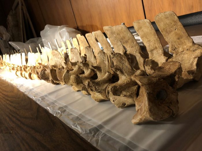 Fossilized vertebrae