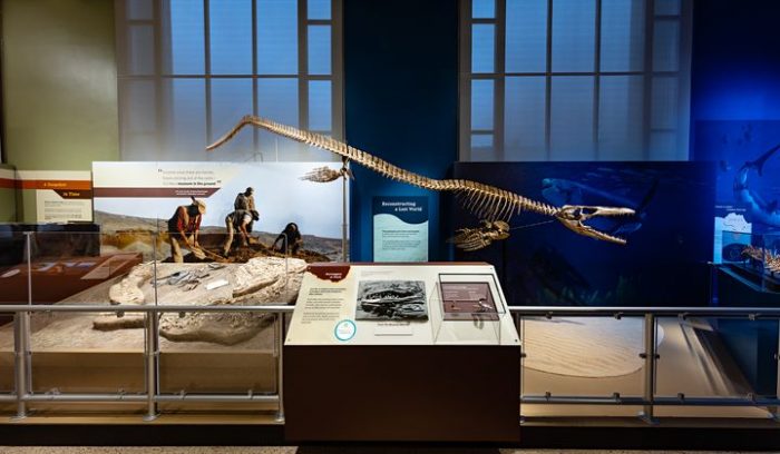 Exhibition cases and fossilized skeleton