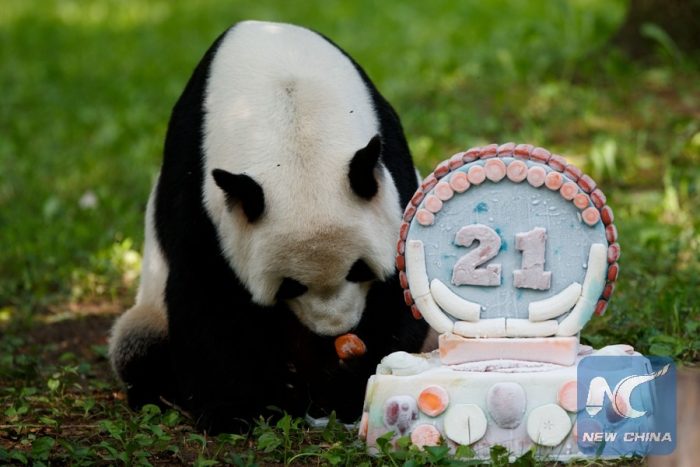 Tian Tian with 21st birthday cake