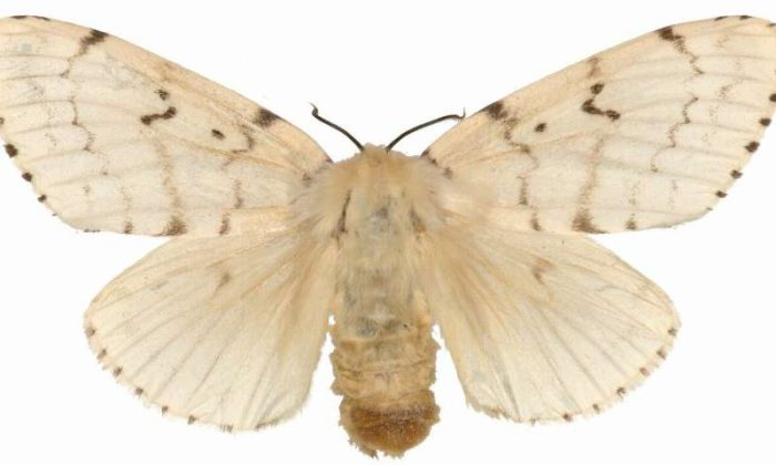 close up of specimen moth