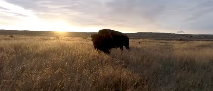 Field in Focus | Restoring America’s Prairie