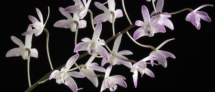 Plan your visit to Orchid Family Day!