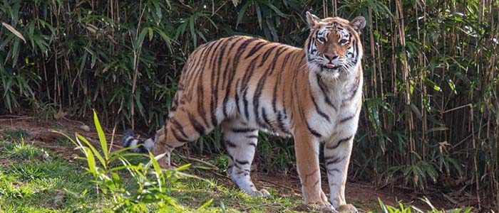 New at the Zoo: La Femme Nikita
