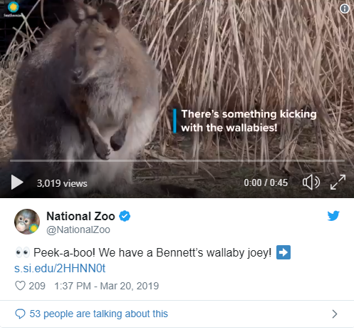 Tweet from National Zoo with wallaby video