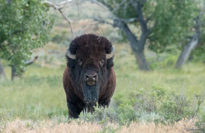 American Bison looks at camera