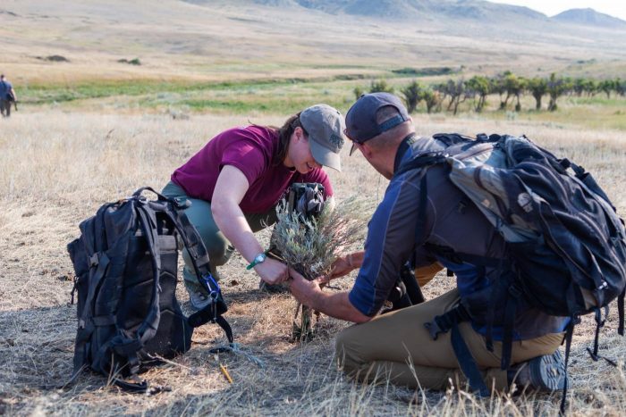 Field scientists planting prairie grass