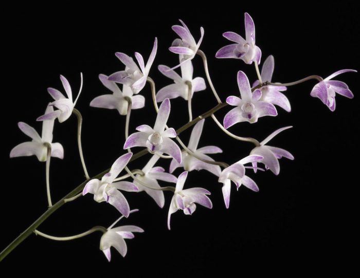 delicate purple and white orchid on black background