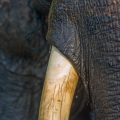 Close-up of elephant trunk