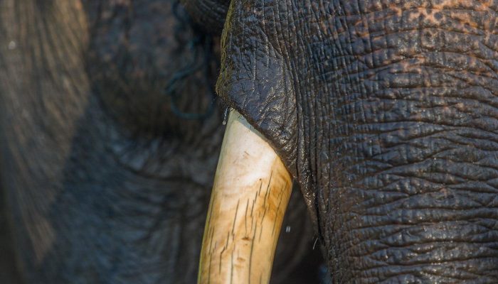 Close-up of elephant trunk