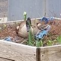 Duck in flower bed