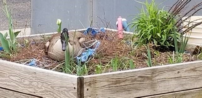 Duck in flower bed