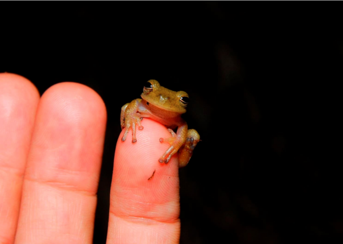 Tiny tree frog perched on finger