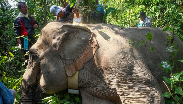 Field in Focus | Saving Elephants in Myanmar