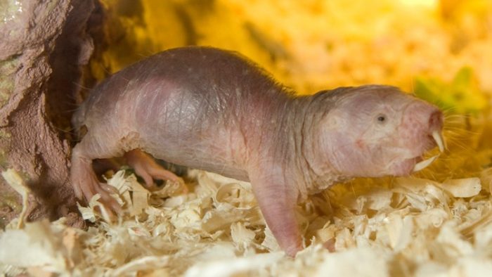 Close up of naked mole rat