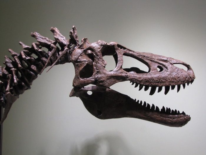 Young T. rex skull