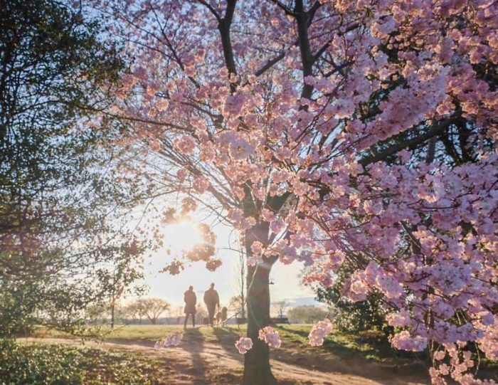 Couple walking dog among cherry blossom trees