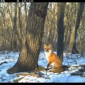 Red fox in snowy woods