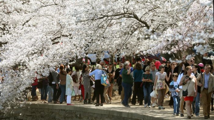 People walking on pathway beneath trees