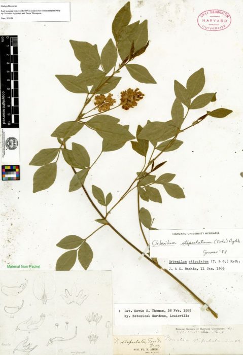 Plant sample with botanists notes
