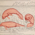 animated drawing of manatees