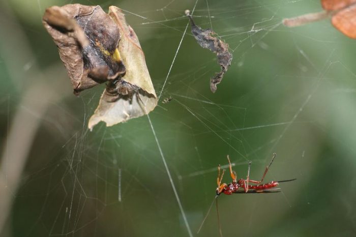 debris caught in spider's web