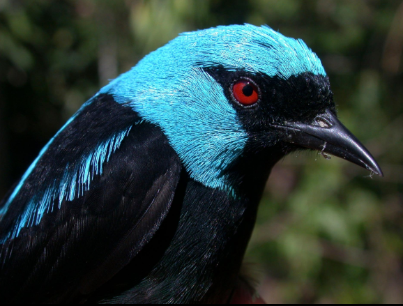 Bird with red eyes and bright blue feathers