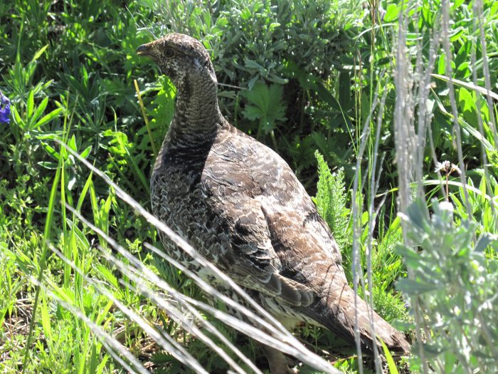 female greater sage grouse