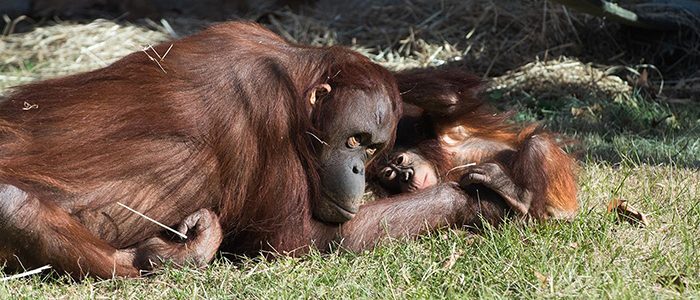 Orangutan Story: Redd goes to school