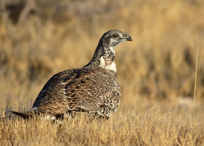 Female sage grouse in field