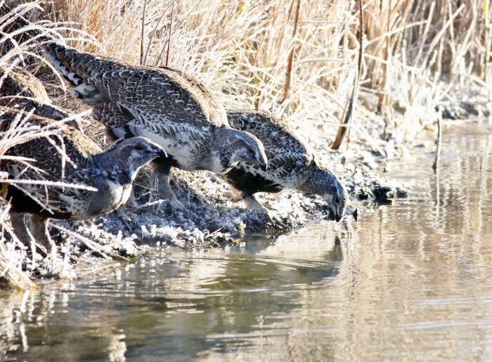 Grouse drinking from a stream