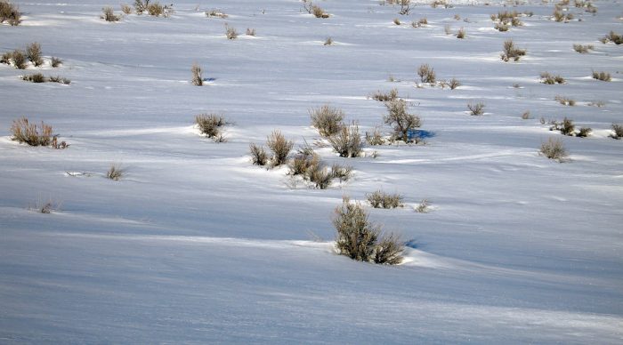 Sage Brush