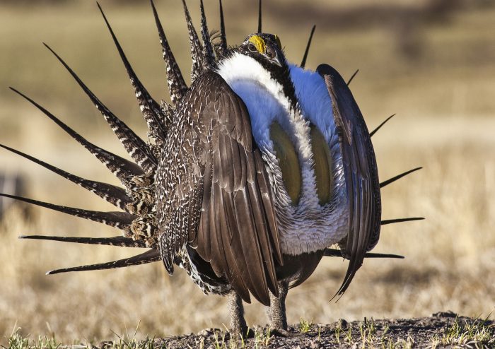 Male sage grouse with tail feathers extended and chest puffed up