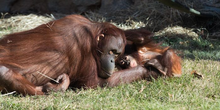 Orangutan mother and baby