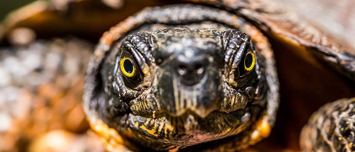 Slow and steady: Will the wood turtle win the race against habitat loss?