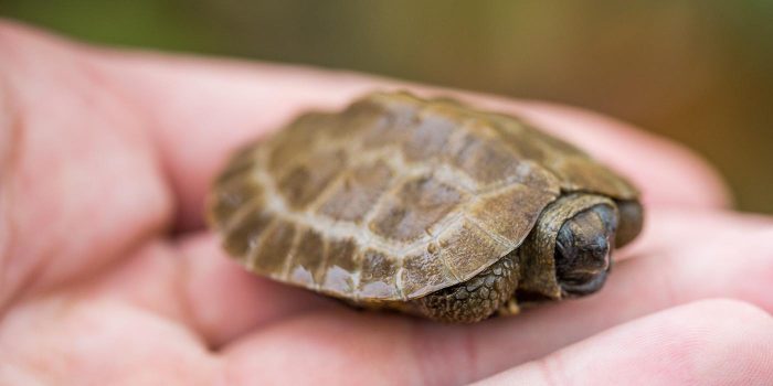 baby turtle held in person's hand