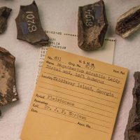 fossils with labels on table