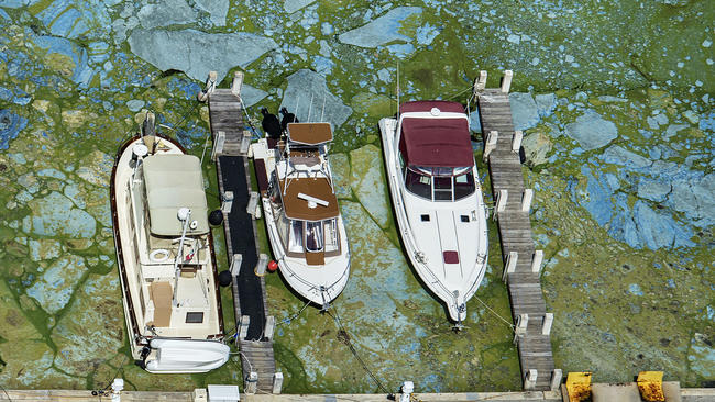 Boats at marina surrounded by algae